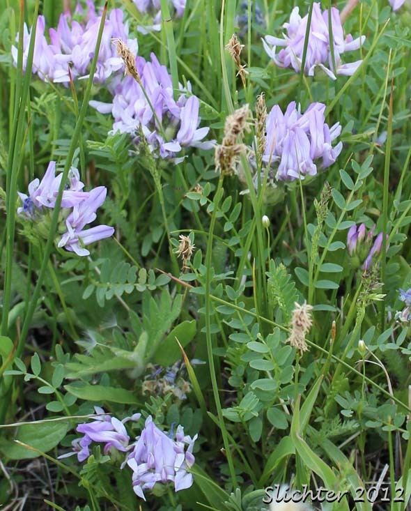 Astragalus agrestis Field Milkvetch Field Milkvetch Purple Milkvetch Purple Milk