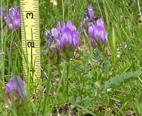 Astragalus agrestis Southwest Colorado Wildflowers Astragalus agrestis