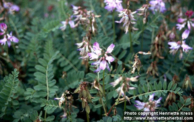 Astragalus alpinus Photo Astragalus alpinus 1 Henriette39s Herbal Homepage