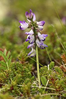 Astragalus alpinus httpsuploadwikimediaorgwikipediacommonsthu