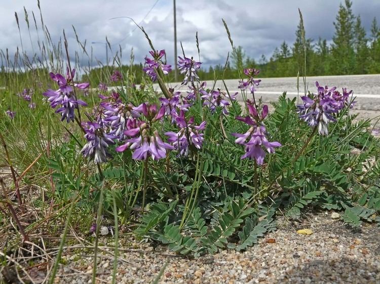 Astragalus alpinus Alpine Milkvetch Astragalus alpinus Flowers NatureGate