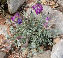 Astragalus amphioxys httpsuploadwikimediaorgwikipediacommonsthu