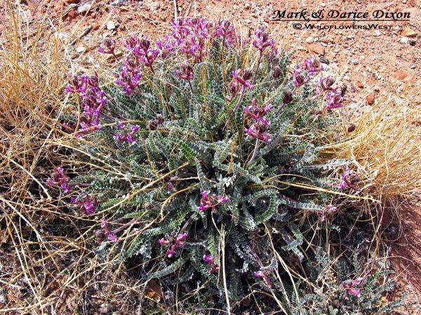 Astragalus amphioxys Wildflowers West Astragalus amphioxys Crescent Milkvetch