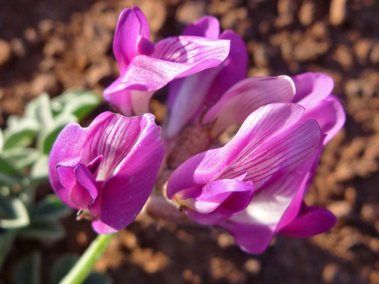 Astragalus amphioxys Crescent Milkvetch Astragalus Amphioxys