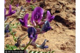 Astragalus amphioxys Plants Profile for Astragalus amphioxys Crescent milkvetch