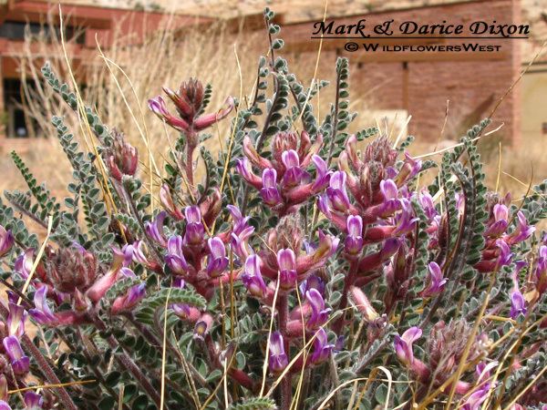 Astragalus amphioxys Wildflowers West Astragalus amphioxys Crescent Milkvetch