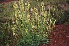 Astragalus ampullarioides httpsuploadwikimediaorgwikipediacommonsthu