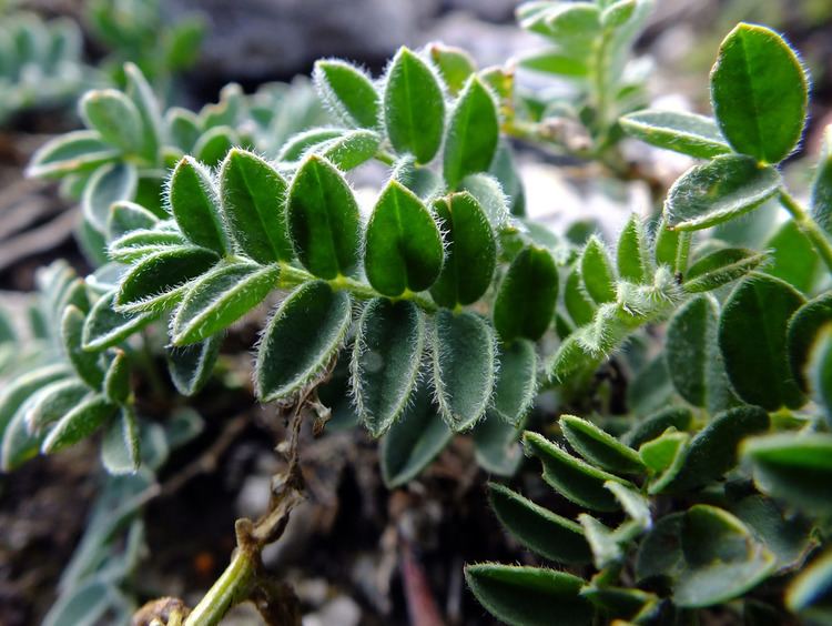 Astragalus australis Astragalus australis Fabaceae image 53229 at PhytoImagessiuedu