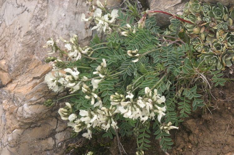 Astragalus australis FileAstragalus australis SdTragant IMG 25595JPG Wikimedia