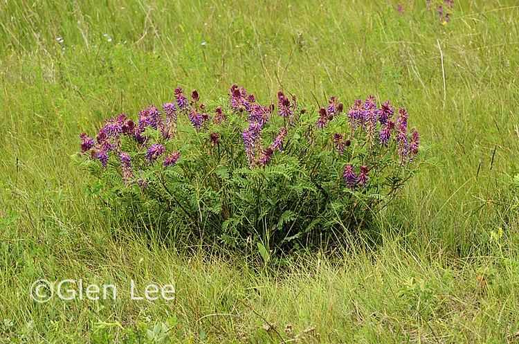 Astragalus bisulcatus Astragalus bisulcatus photos Saskatchewan Wildflowers