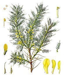 Astragalus brachycalyx httpsuploadwikimediaorgwikipediacommonsthu