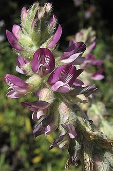 Astragalus brauntonii httpsuploadwikimediaorgwikipediacommonsthu