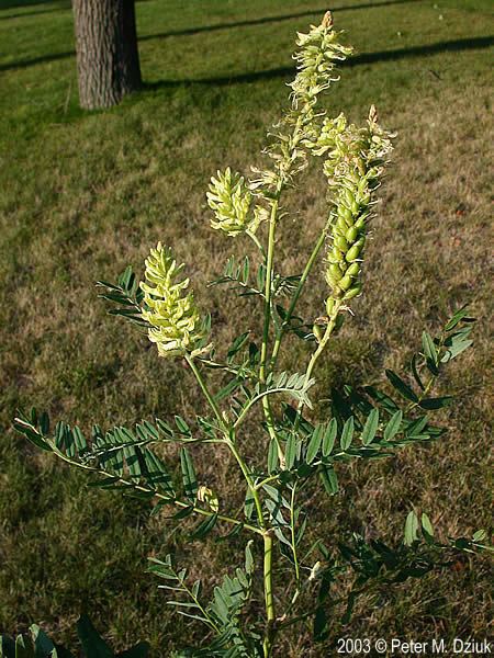 Astragalus canadensis wwwminnesotawildflowersinfoudatar9ndp23qpd2a