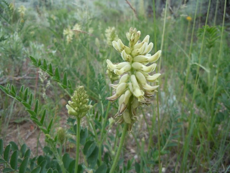 Astragalus canadensis FileAstragalus canadensis Matt Lavin 002jpg Wikimedia Commons