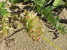 Astragalus cicer httpsuploadwikimediaorgwikipediacommonsthu
