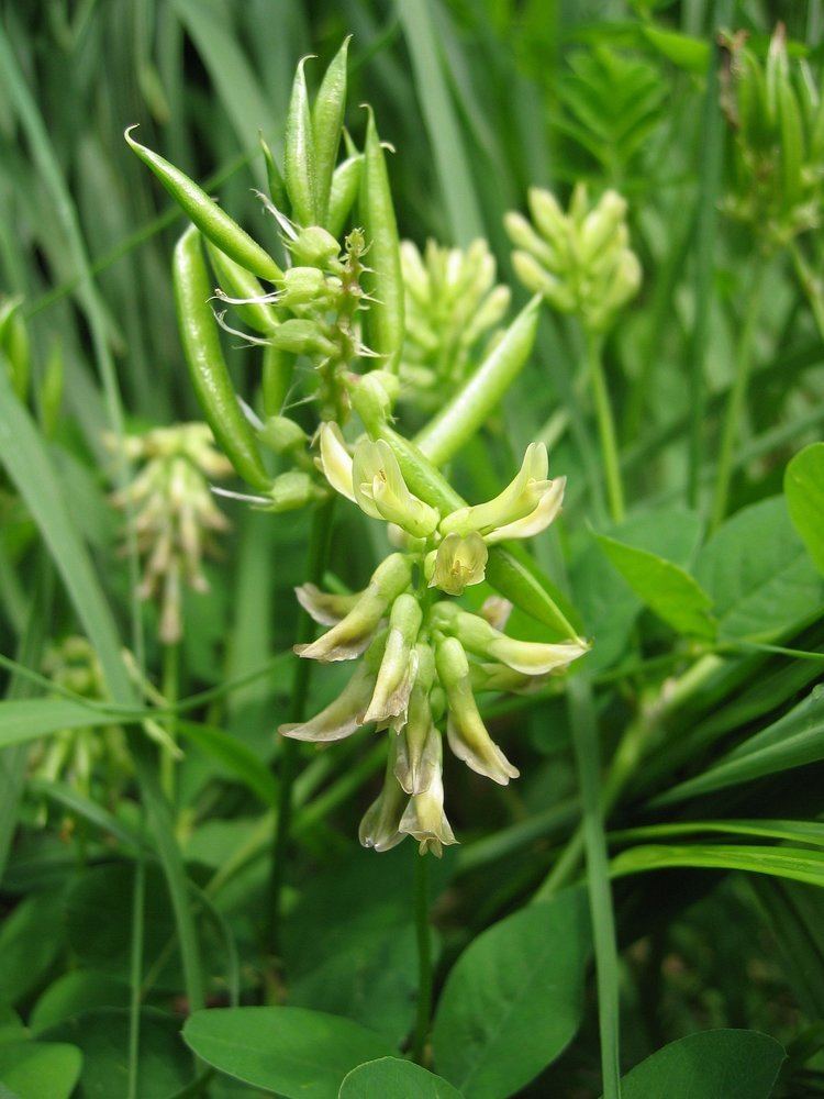 Astragalus Astragalus For metabolic energy and immune strength Lion Heart Herbs