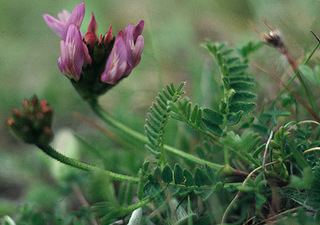 Astragalus danicus Astragalus danicus Purple Milkvetch Discover Life