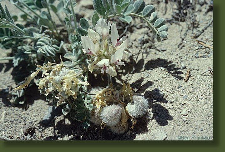 Astragalus desereticus wwwwildutahusimagesplantssceneryastragalusd