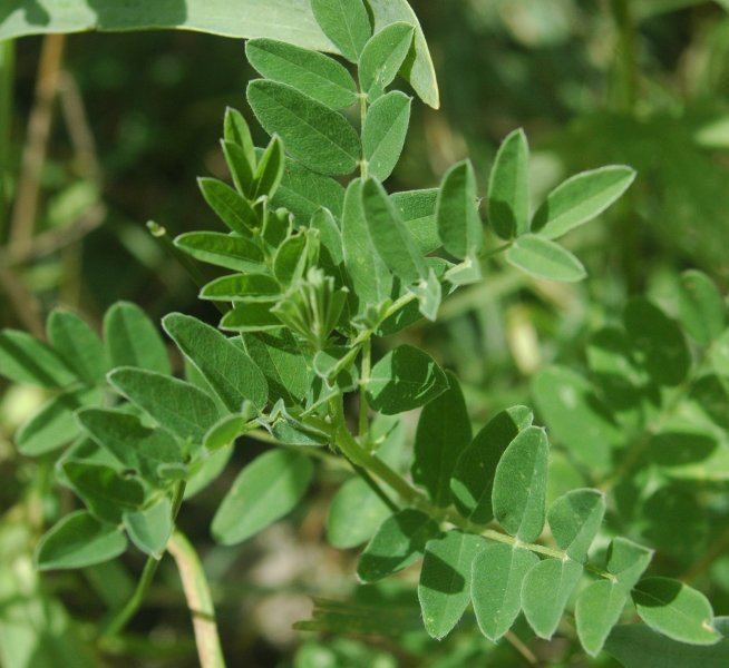 Astragalus Astragalus propinquus Wikipedia