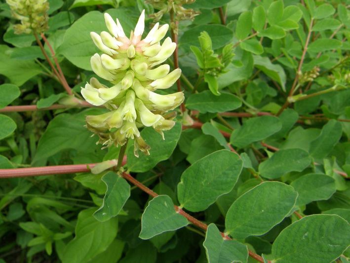 Astragalus glycyphyllos Astragalus glycyphyllos