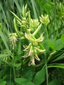 Astragalus glycyphyllos httpsuploadwikimediaorgwikipediacommonsthu