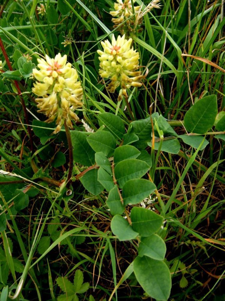 Astragalus glycyphyllos Wild Liquorice Astragalus glycyphyllos NatureSpot