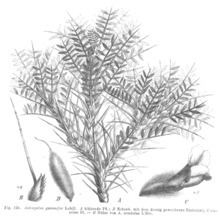Astragalus gummifer httpsuploadwikimediaorgwikipediacommonsthu