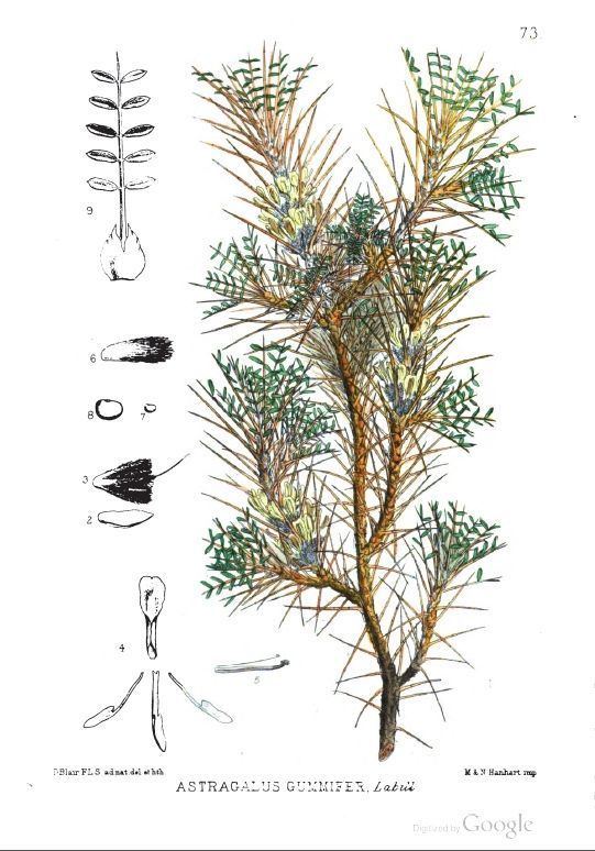 Astragalus gummifer Pinterest The world39s catalog of ideas