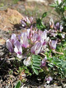 Astragalus iodanthus httpsuploadwikimediaorgwikipediacommonsthu