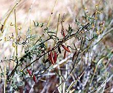 Astragalus jaegerianus httpsuploadwikimediaorgwikipediacommonsthu