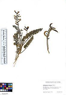 Astragalus layneae httpsuploadwikimediaorgwikipediacommonsthu