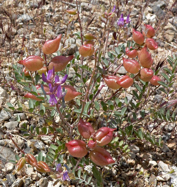 Astragalus lentiginosus FileAstragalus lentiginosus 2jpg Wikimedia Commons