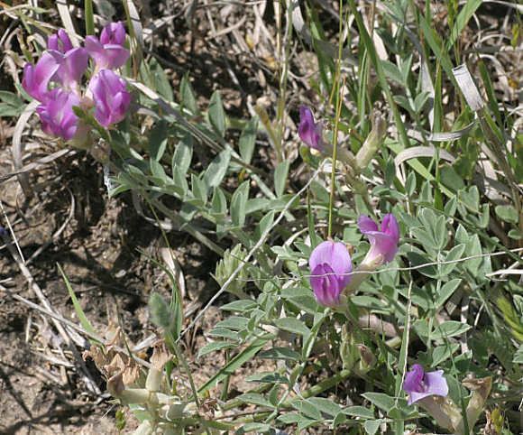 Astragalus missouriensis Astragalus missouriensis Missouri milkvetch