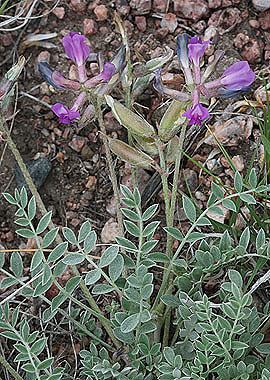 Astragalus missouriensis Astragalus missouriensis Colorado Wildflowers
