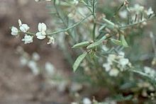 Astragalus mulfordiae httpsuploadwikimediaorgwikipediacommonsthu