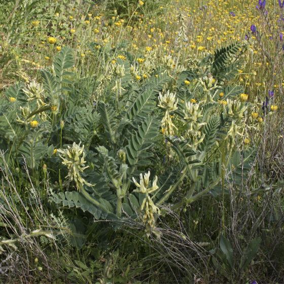 Astragalus nitidiflorus Garbancilloinicio