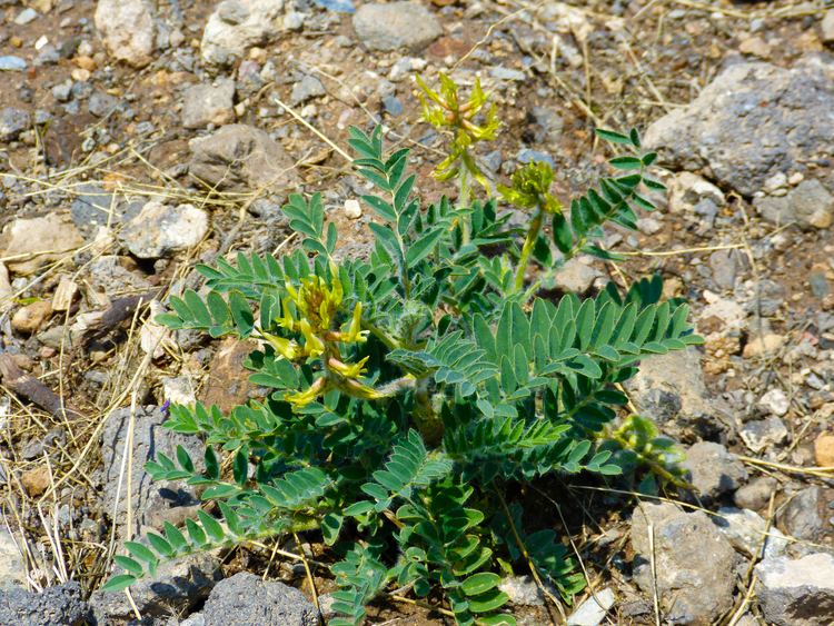 Astragalus nitidiflorus La Historia del ReDescubrimiento de Astragalus nitidiflorus a