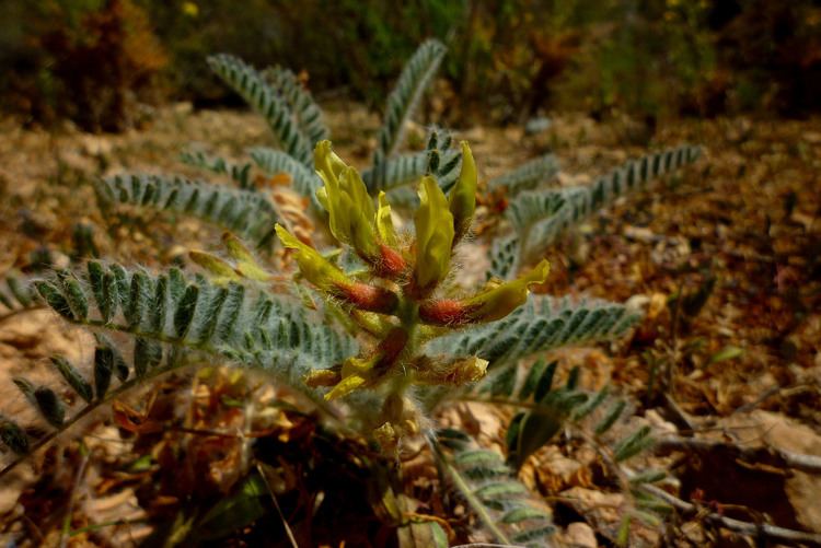 Astragalus nitidiflorus Astragalus nitidiflorus Wikiwand