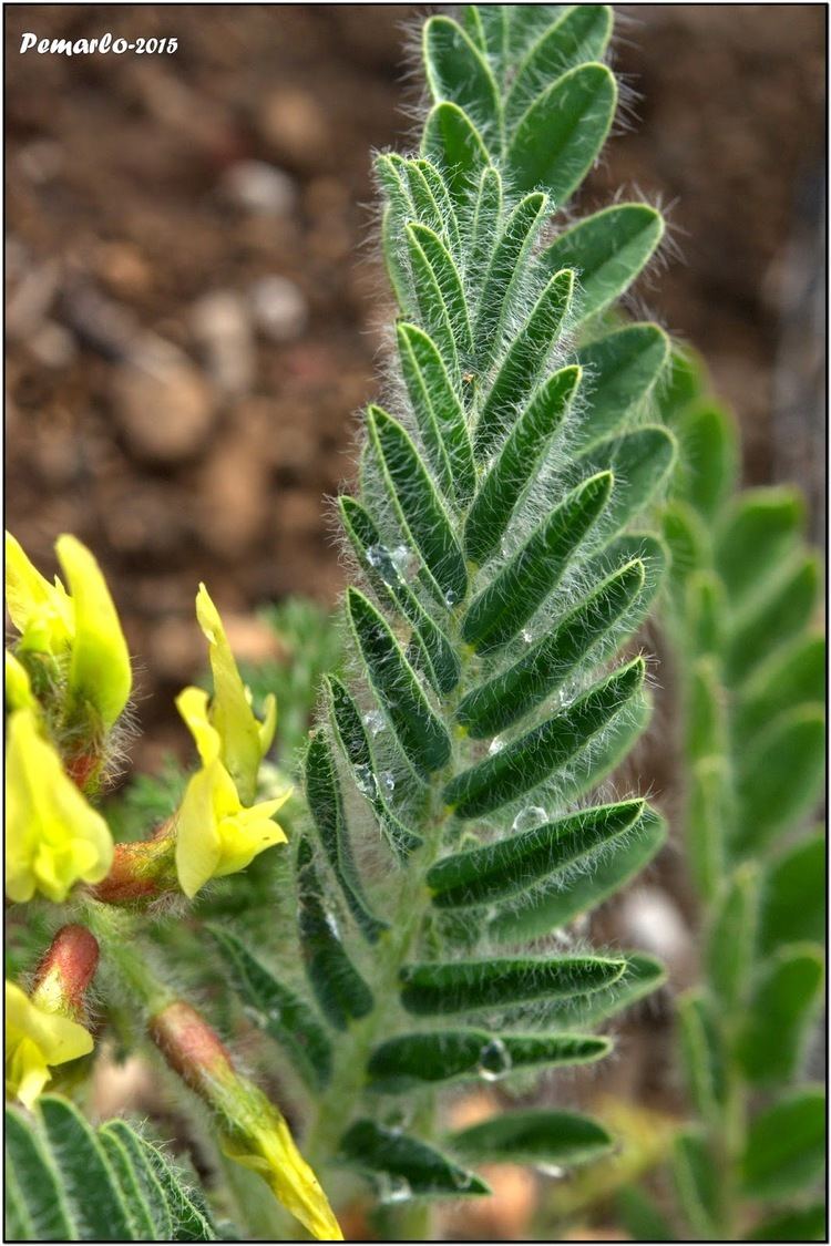 Astragalus nitidiflorus PLANTAS DE MURCIA ASTRAGALUS NITIDIFLORUS Garbancillo de Tallante