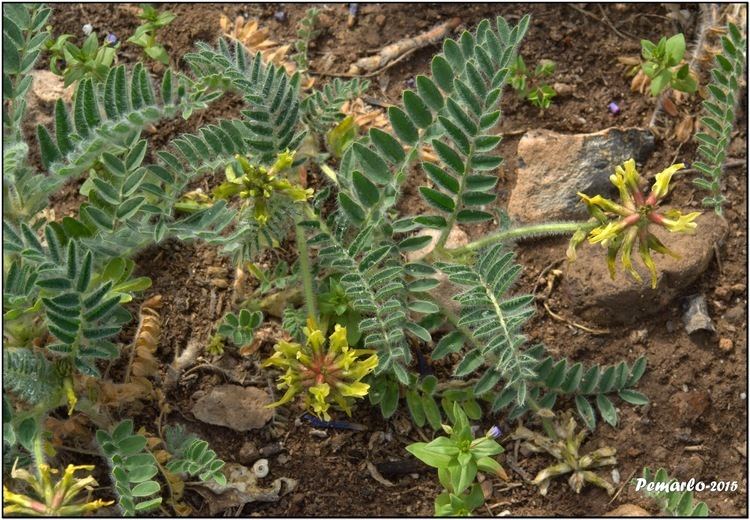 Astragalus nitidiflorus PLANTAS DE MURCIA ASTRAGALUS NITIDIFLORUS Garbancillo de Tallante