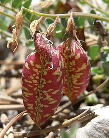 Astragalus oophorus httpsuploadwikimediaorgwikipediacommonsthu