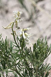 Astragalus osterhoutii httpsuploadwikimediaorgwikipediacommonsthu