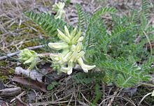 Astragalus tennesseensis httpsuploadwikimediaorgwikipediacommonsthu