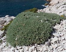 Astragalus tragacantha httpsuploadwikimediaorgwikipediacommonsthu