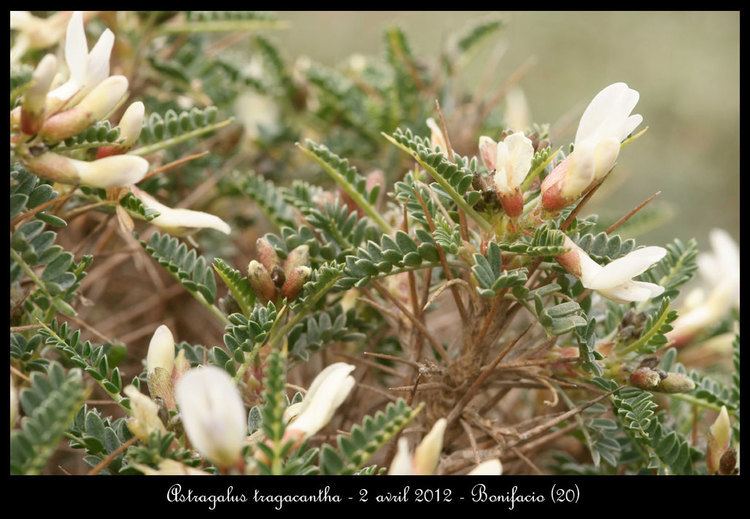 Astragalus tragacantha Astragalus tragacantha
