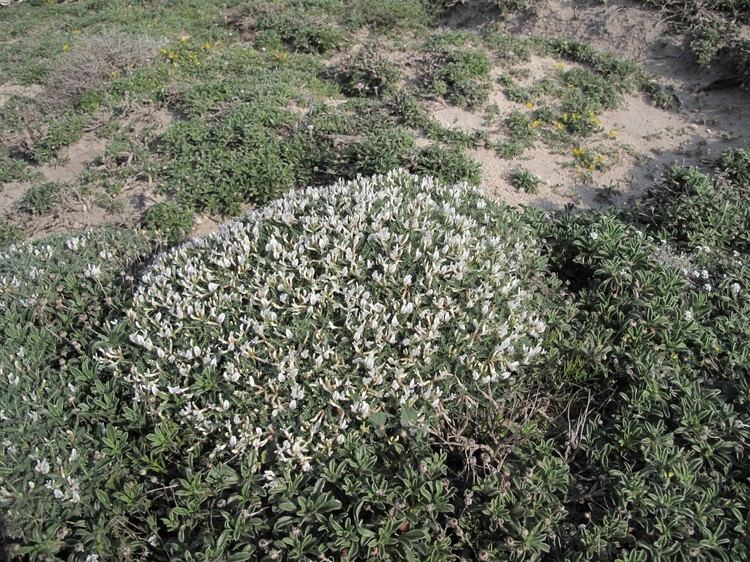 Astragalus tragacantha florevirtuellefreefr Astragalus tragacantha Astragale