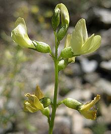 Astragalus tricarinatus httpsuploadwikimediaorgwikipediacommonsthu