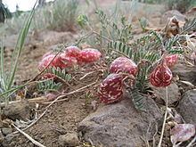 Astragalus whitneyi httpsuploadwikimediaorgwikipediacommonsthu