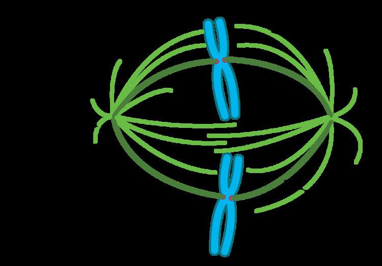 Astral microtubules