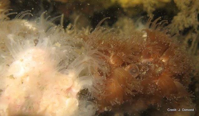 Astrangia poculata Ocean Genome Legacy February 2012 Newsletter